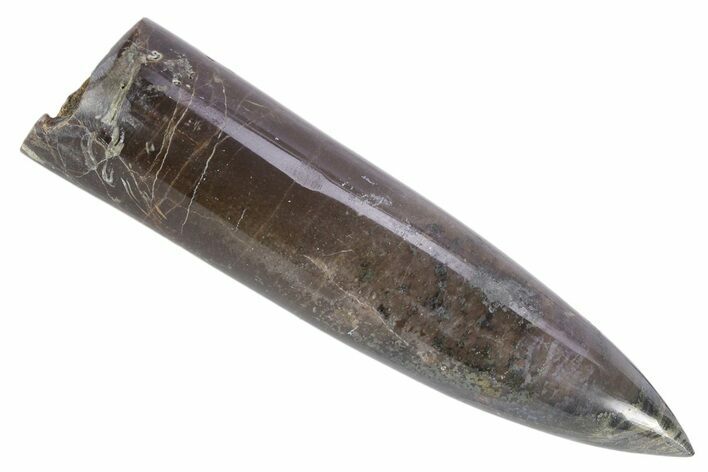 Jurassic Fossil Belemnite Rostrum - England #357343